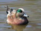 American Wigeon (WWT Slimbridge March 2012) - pic by Nigel Key